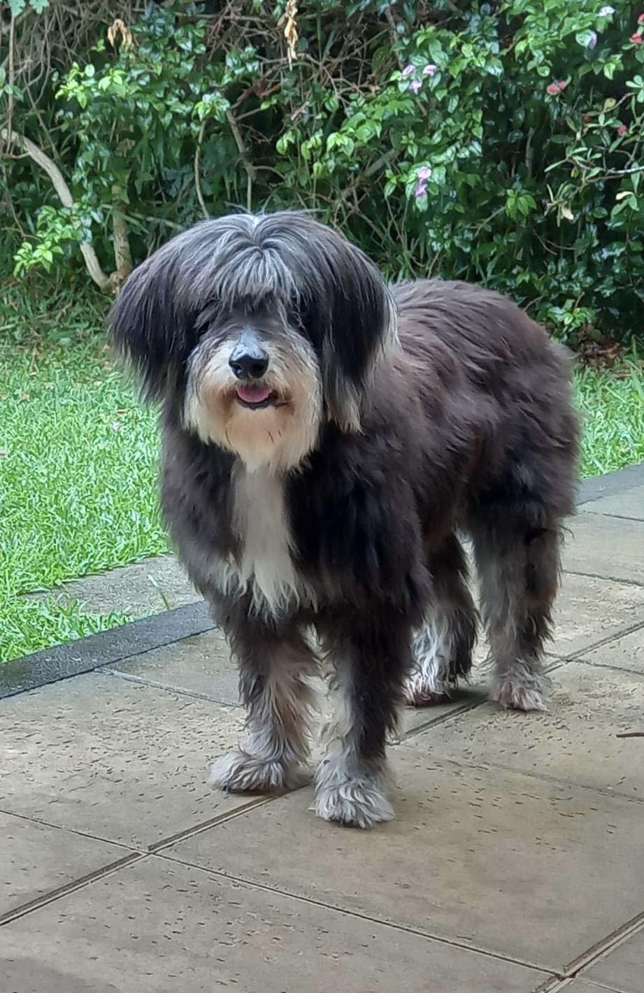 Petite Cachou actuellement