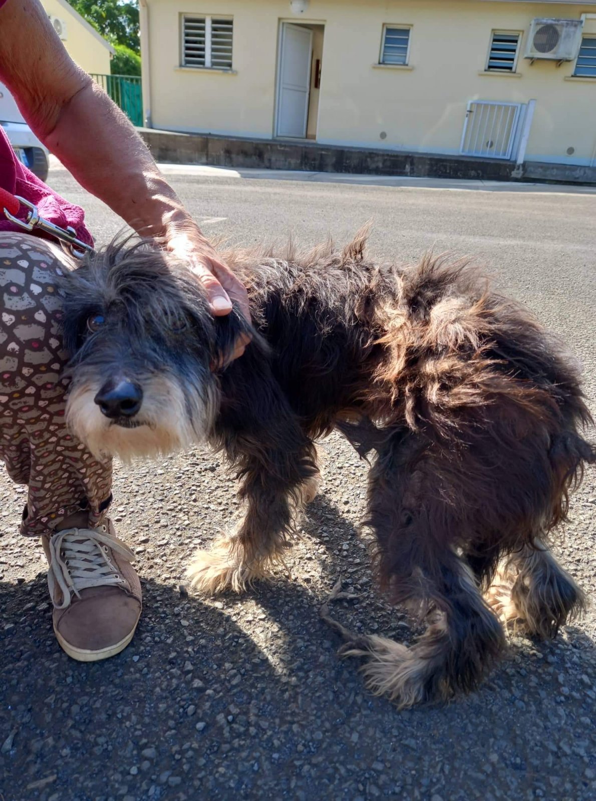 Petite cachou à sa sortie de maltraitance