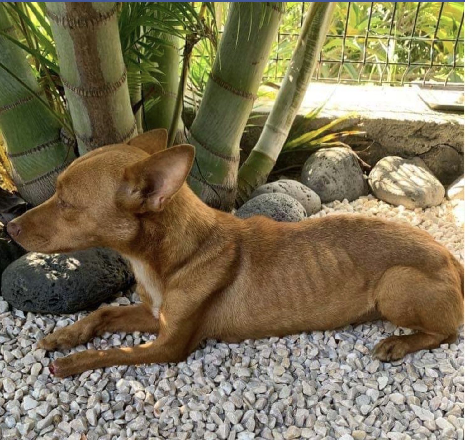 Oria trouvée famélique et les pattes sectionnées